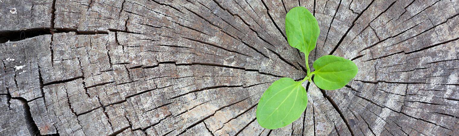 Sunlilys Limited Environment Impact Assessment